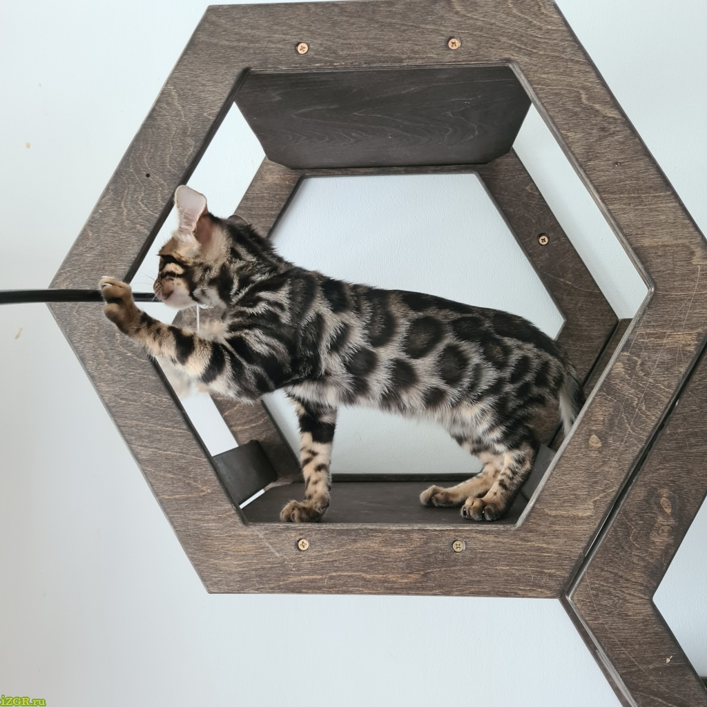 Как приучить бенгальского котенка к лотку быстро если гадит на кровать